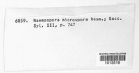 Naemospora microspora image